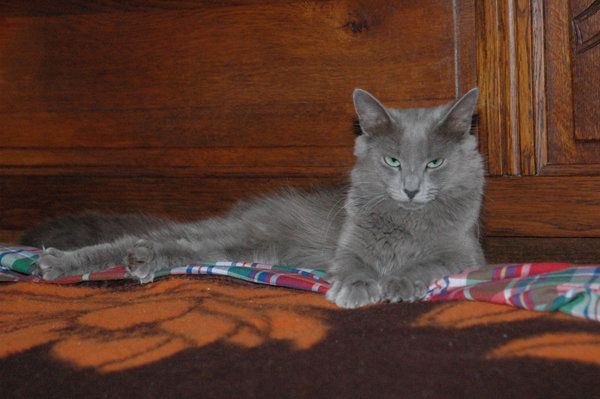 femelle Nebelung